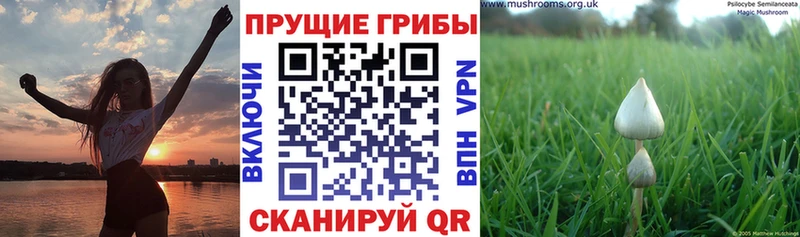 Галлюциногенные грибы Psilocybine cubensis  Белый 